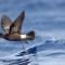 Calling in the Seabirds