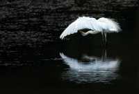 Freshwater Challenge