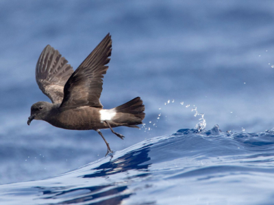 The critically endangered ‘akē‘akē