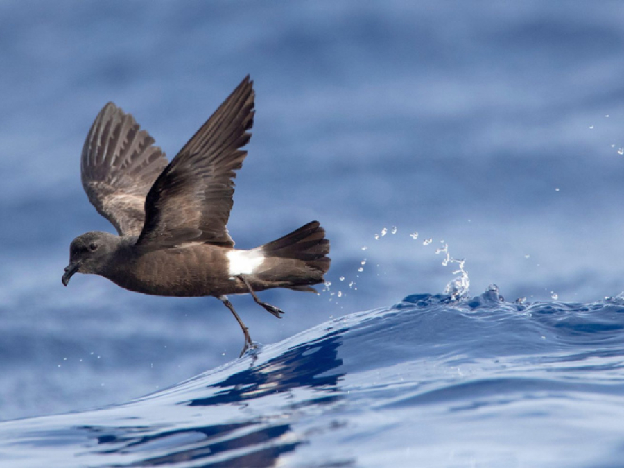 The critically endangered ‘akē‘akē