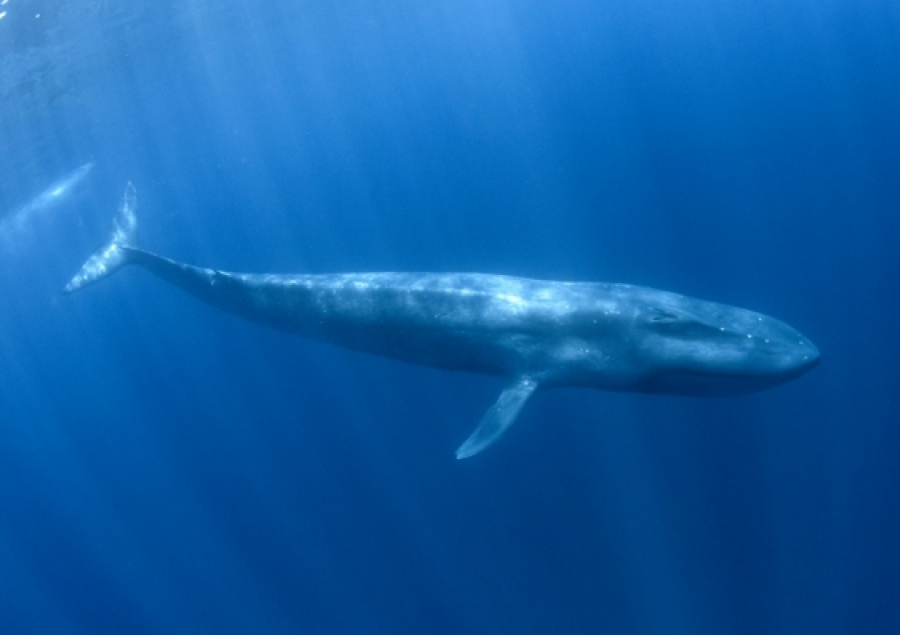How Much Is the Ocean Worth?