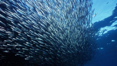 Little Fish - Big Impact