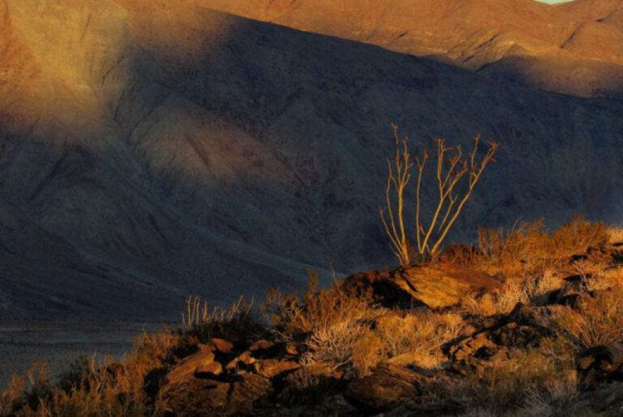 Less moisture and hotter temperatures driven by climate change are killing off desert vegetation