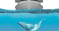 How sonic pollution is hurting marine life