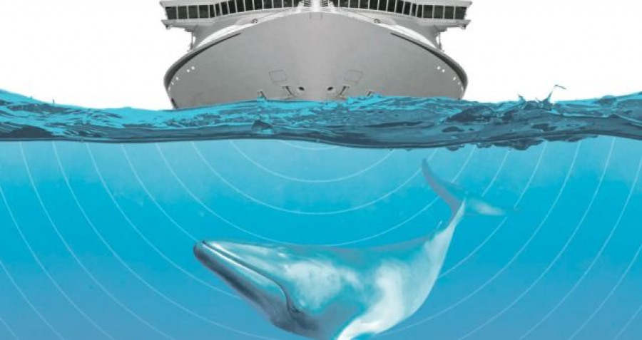 How sonic pollution is hurting marine life