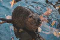 Beavers in London