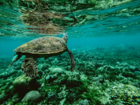 The oceans naturally pull down about a quarter of human-produced carbon dioxide emissions